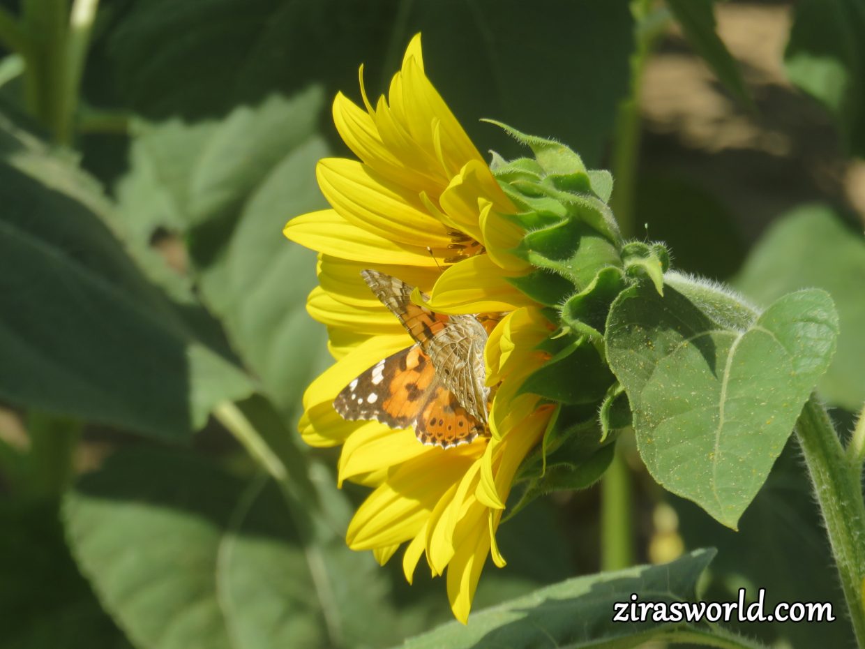 Painted Lady - Sunflower