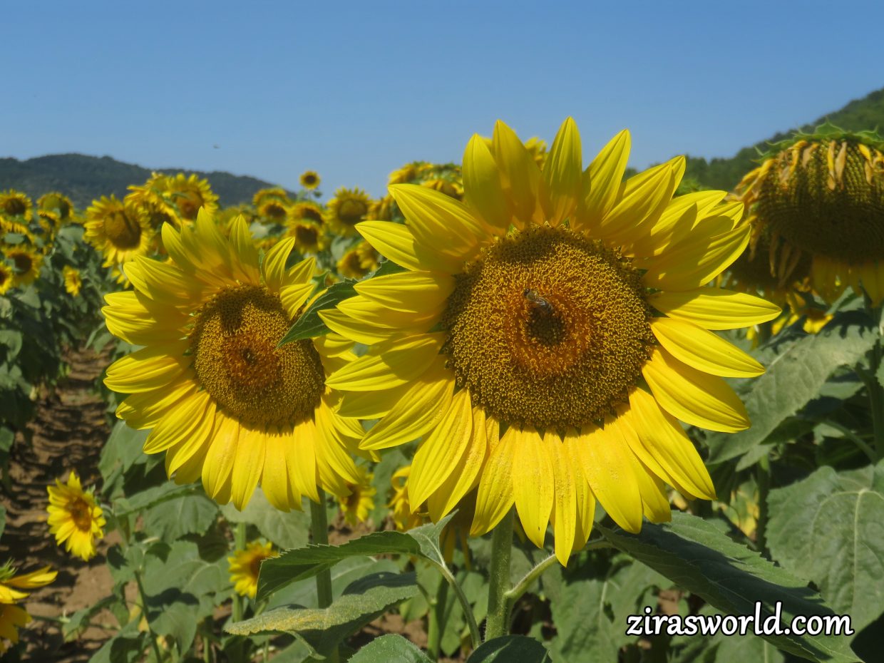 Sunflowers