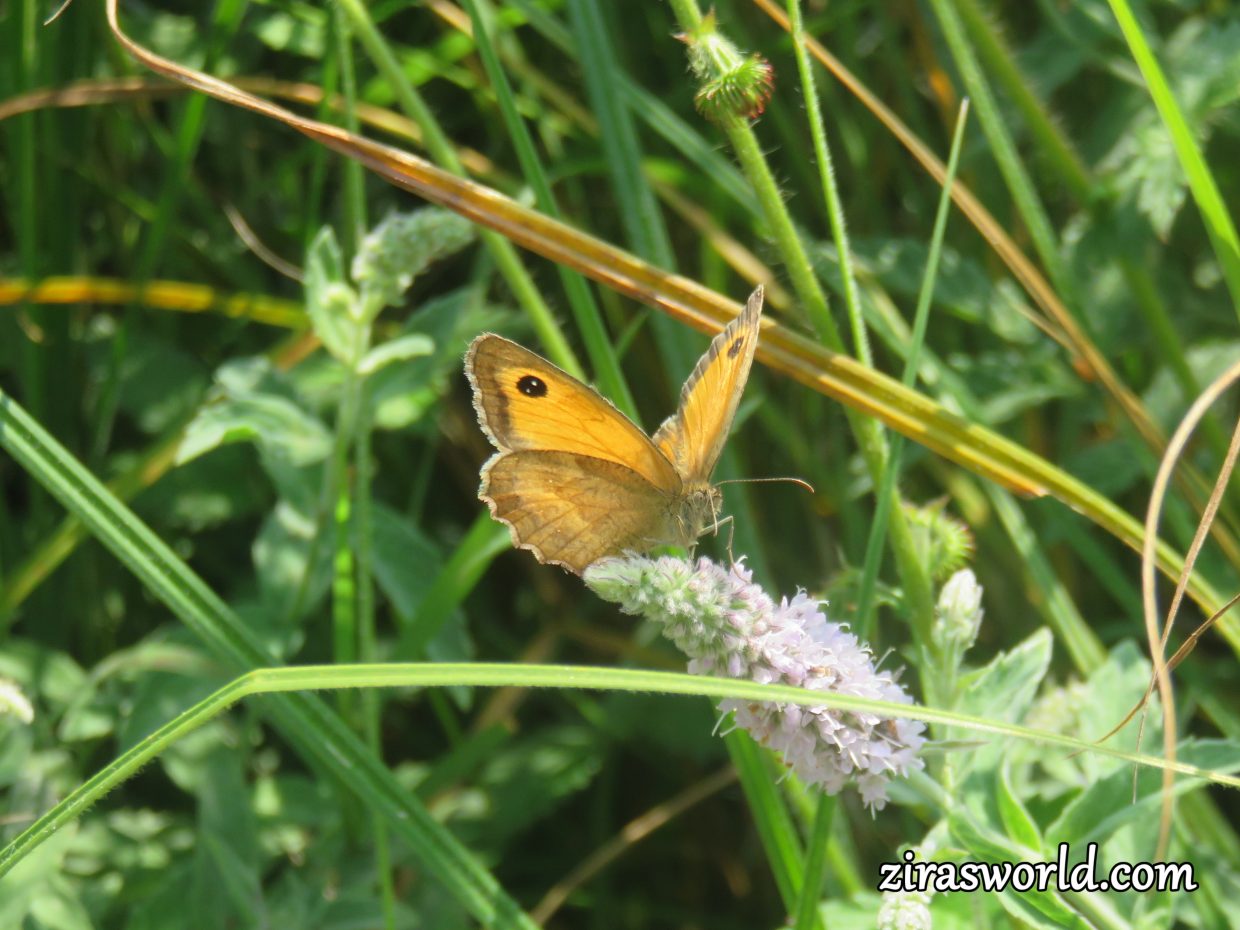 Pyronia Tithonus