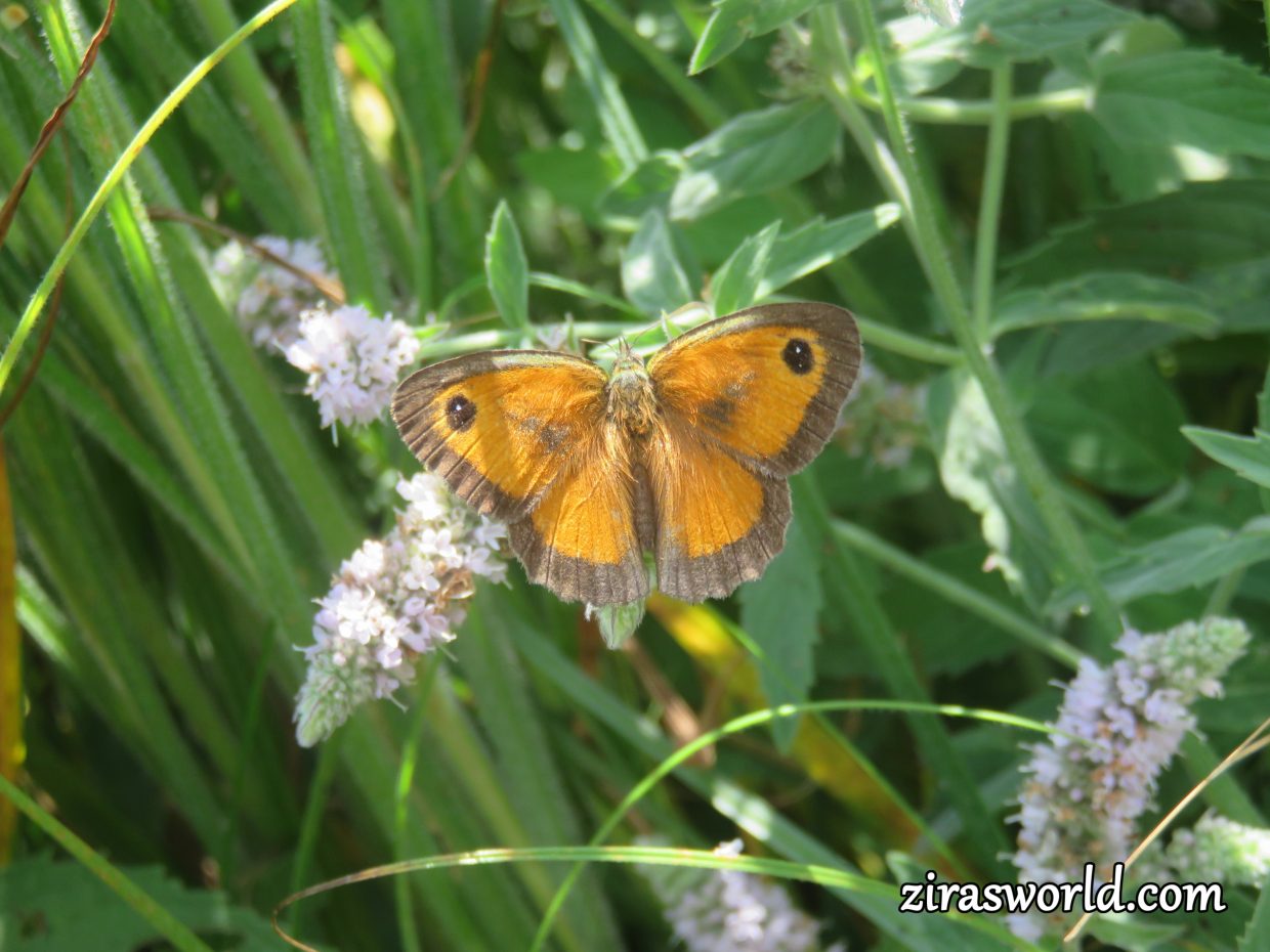 Pyronia Tithonus