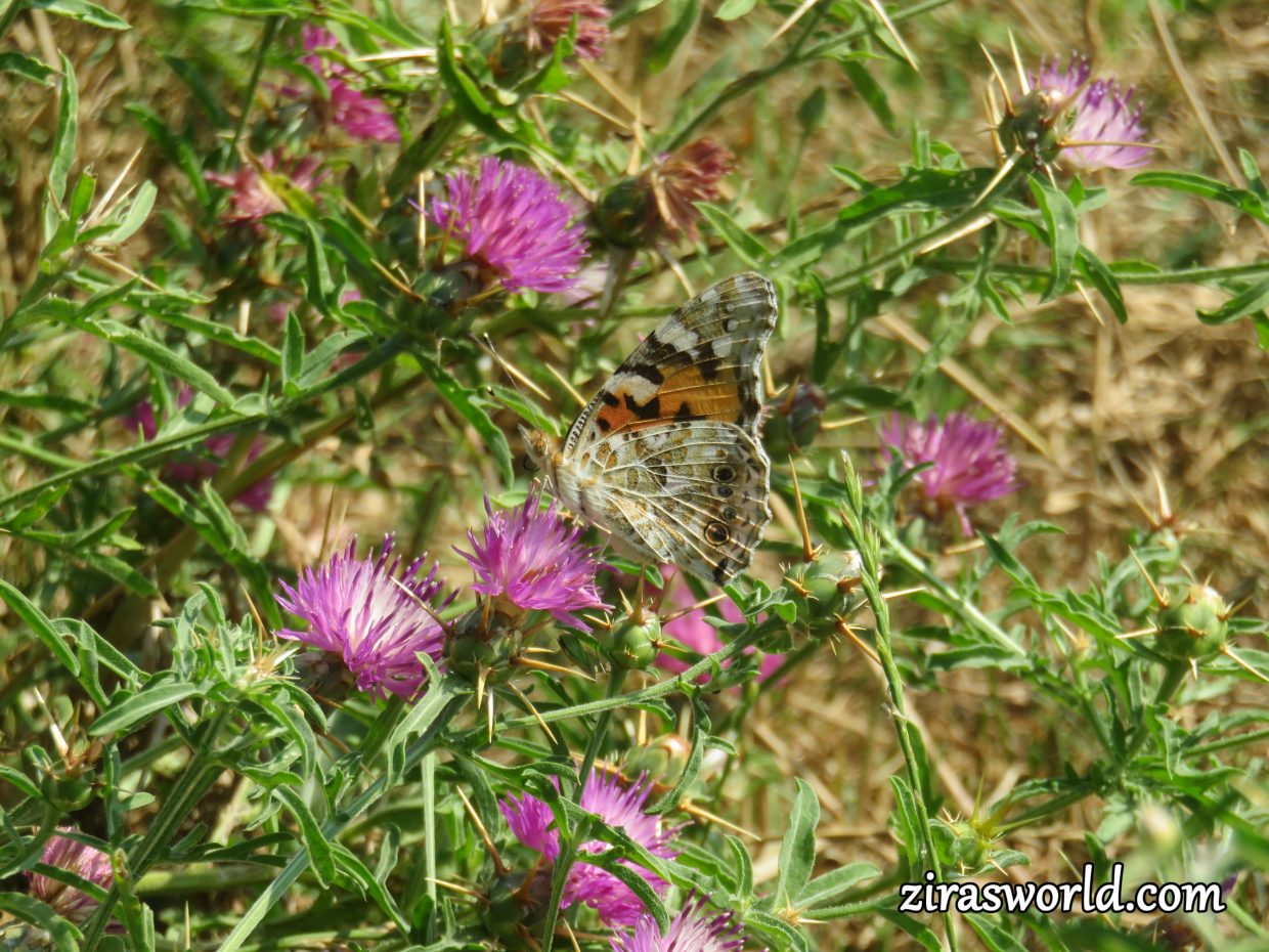 Vanessa Cardui - Onopordum Acanthium