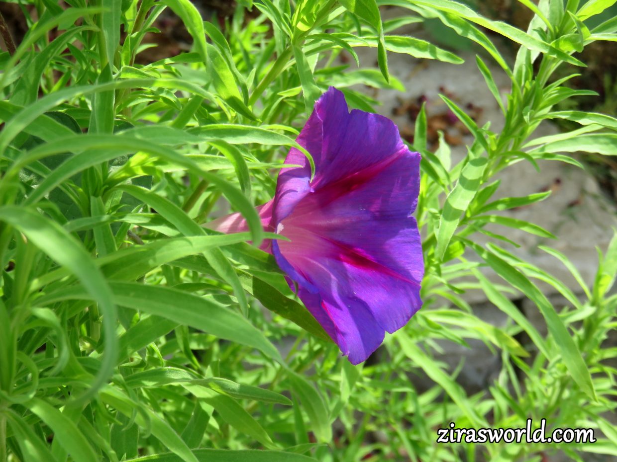 Morning Glory