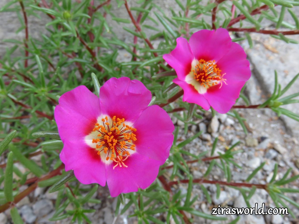 Portulaca Grandiflora