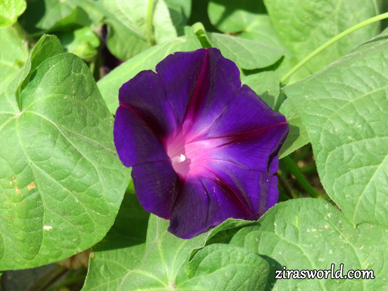 Ipomoea Purpurea