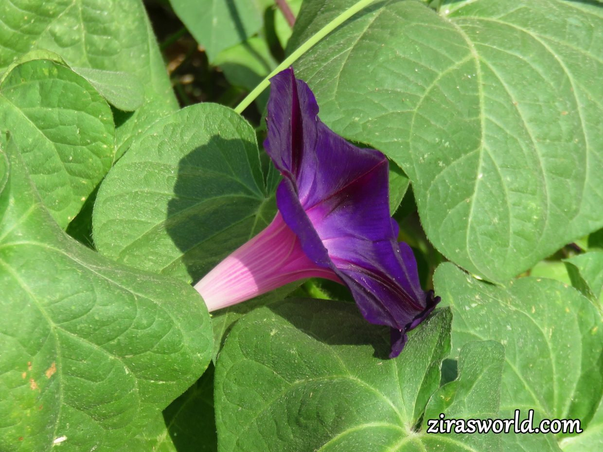 Ipomoea Purpurea