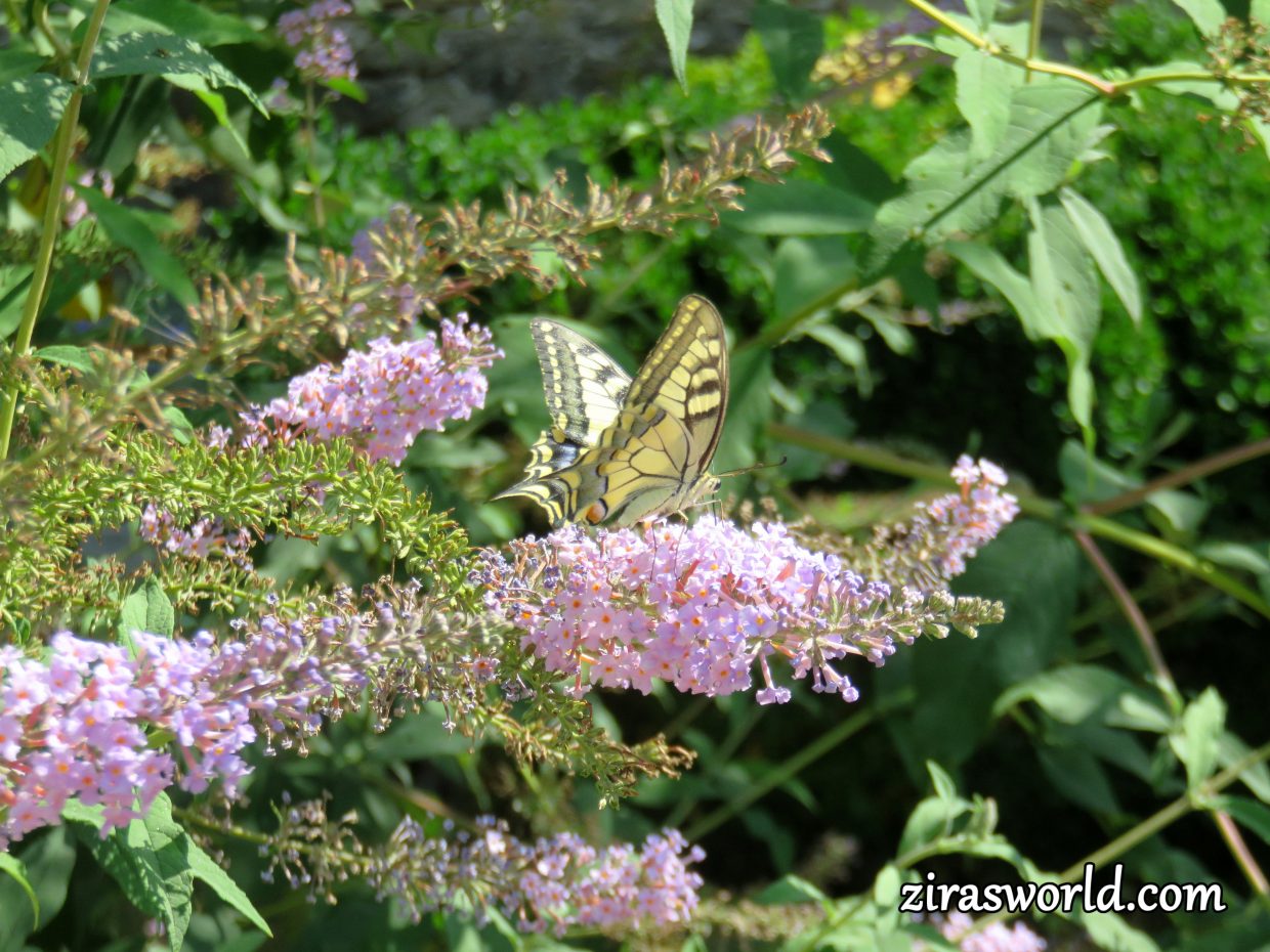 Papilio Machaon - Buddleja