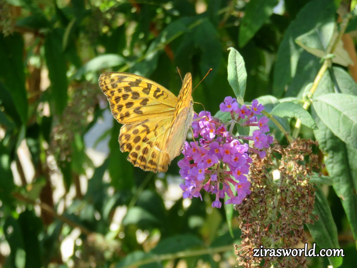 Argynnis Paphia - Buddleja