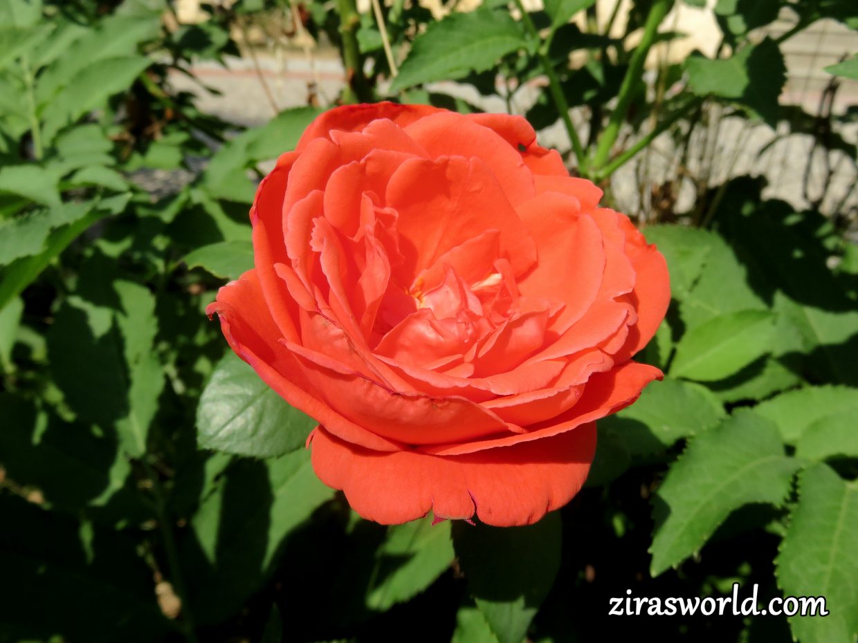 Orange Beauty