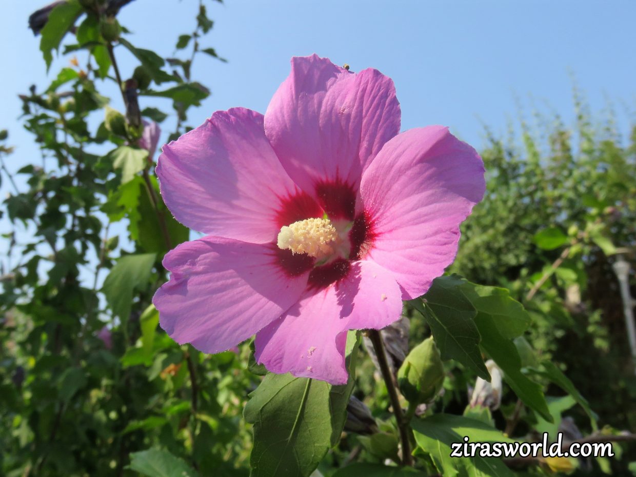 Common Hibiscus