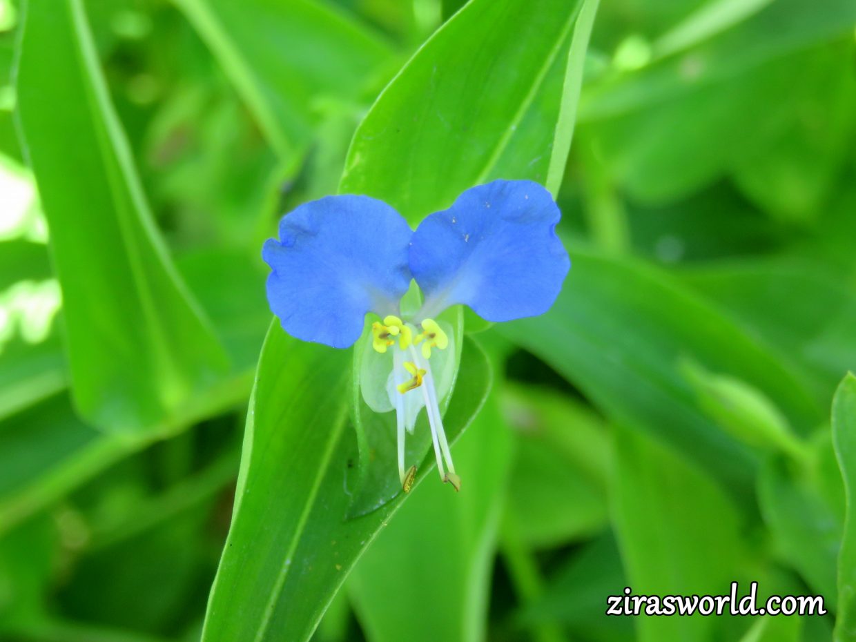 Commelina Communis