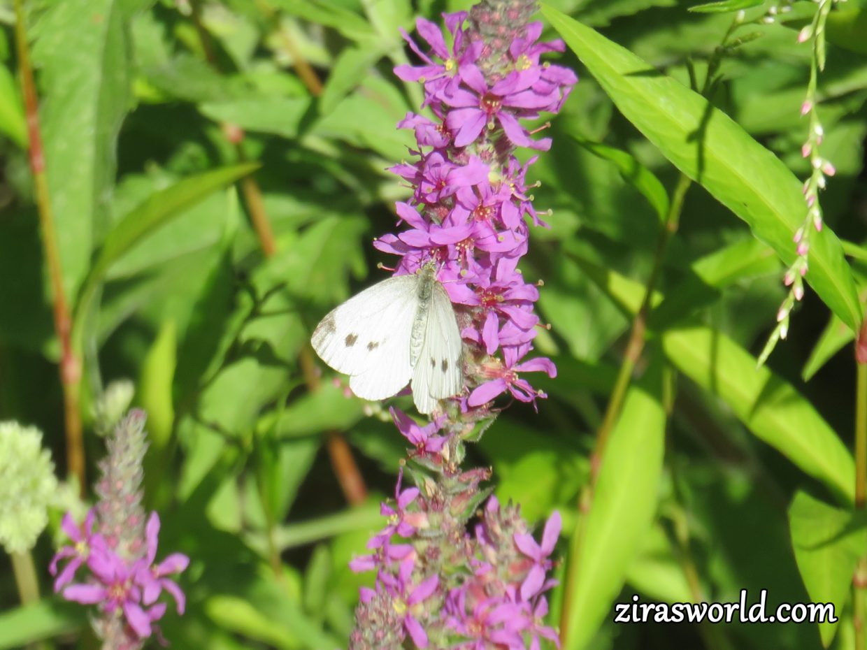 Pieris Rapae Female