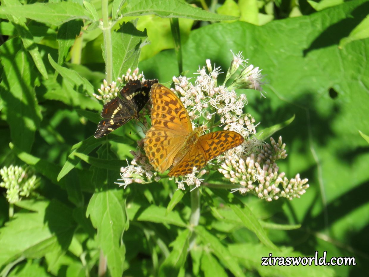 Argynnis Paphia & Araschnia Levana