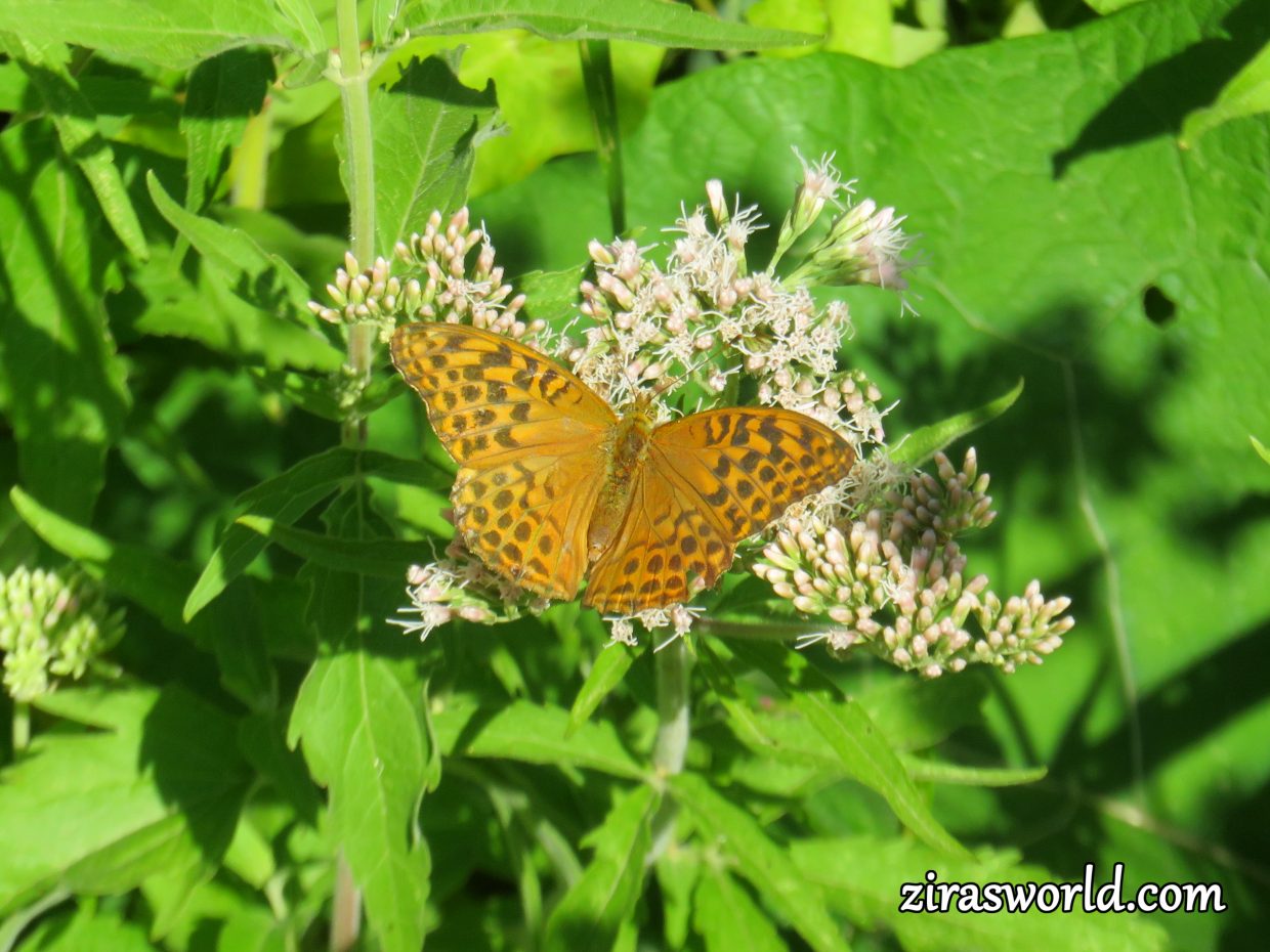 Argynnis Paphia