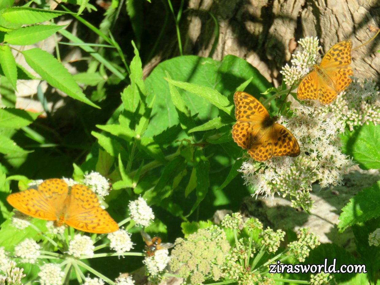 Three Silver-Washed Fritillaries
