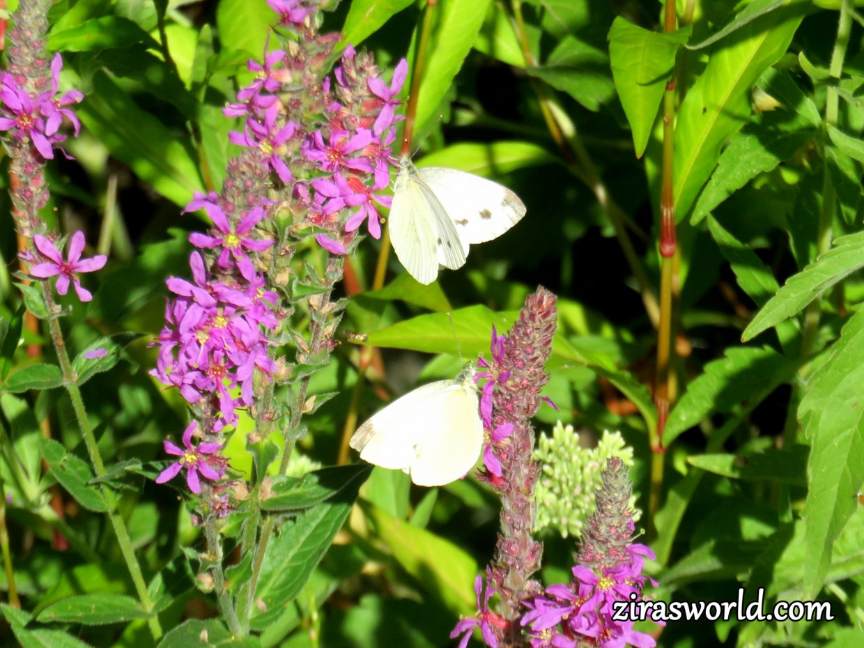 Two Small White Butterflies