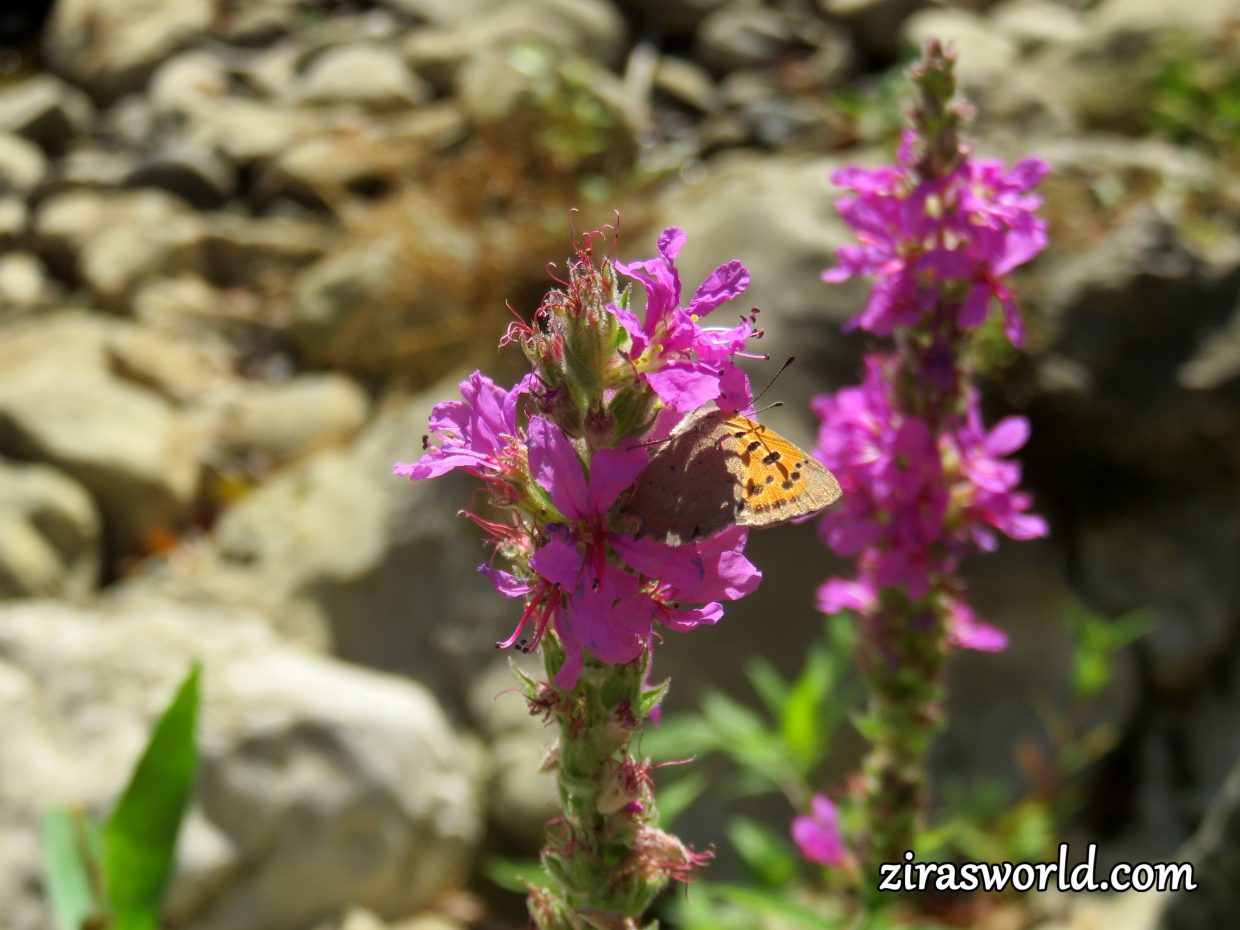Lycaena Phlaeas Hiding - Lythrum Salicaria