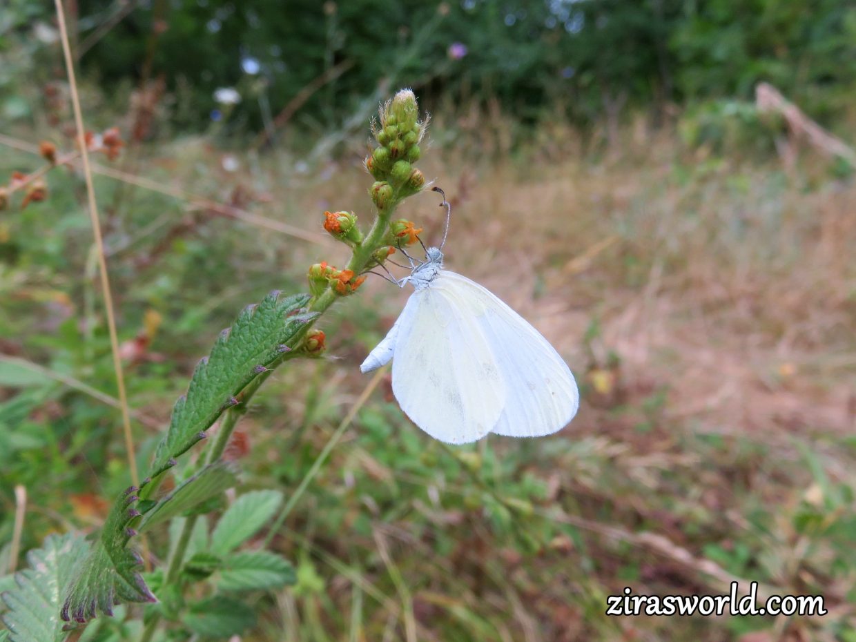 Wood White Butterfly