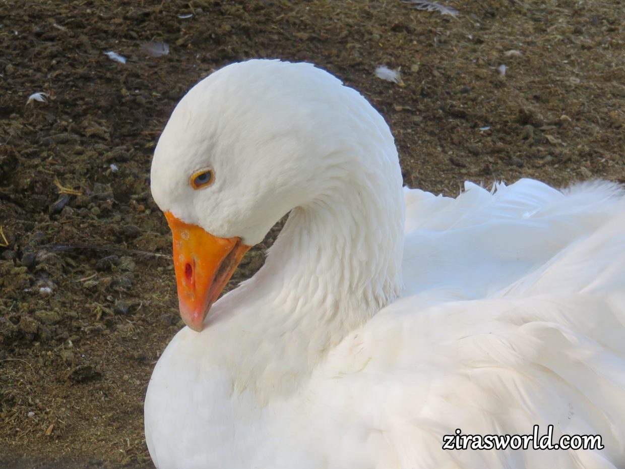 Snow-White Goose