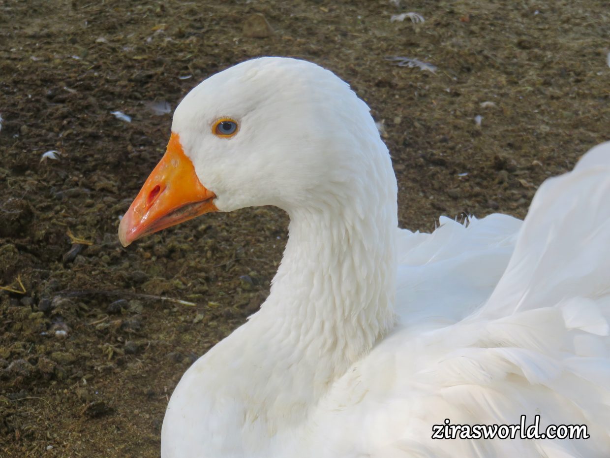 Snow-White Goose