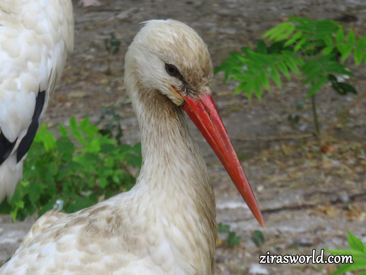 Storks