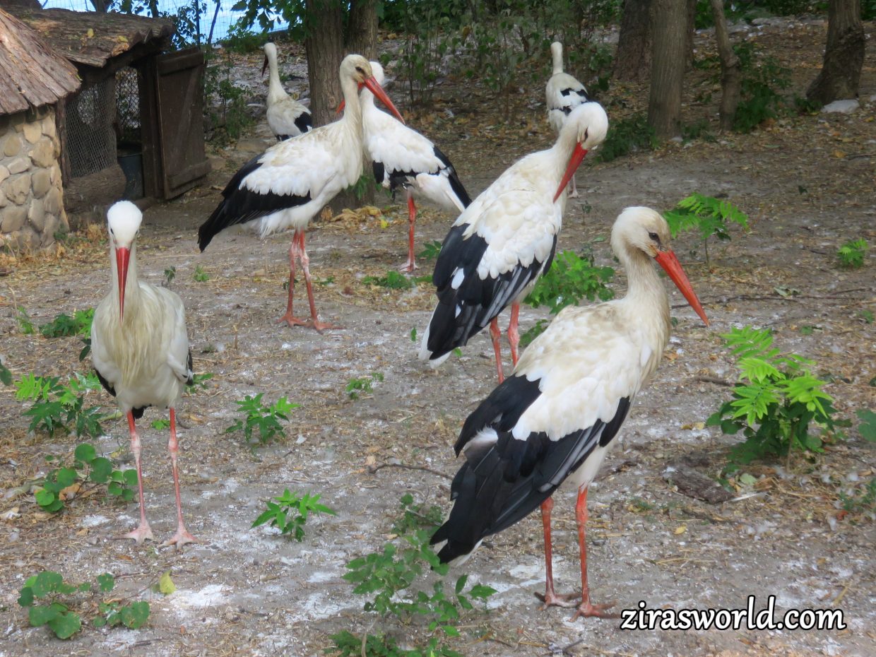 Storks