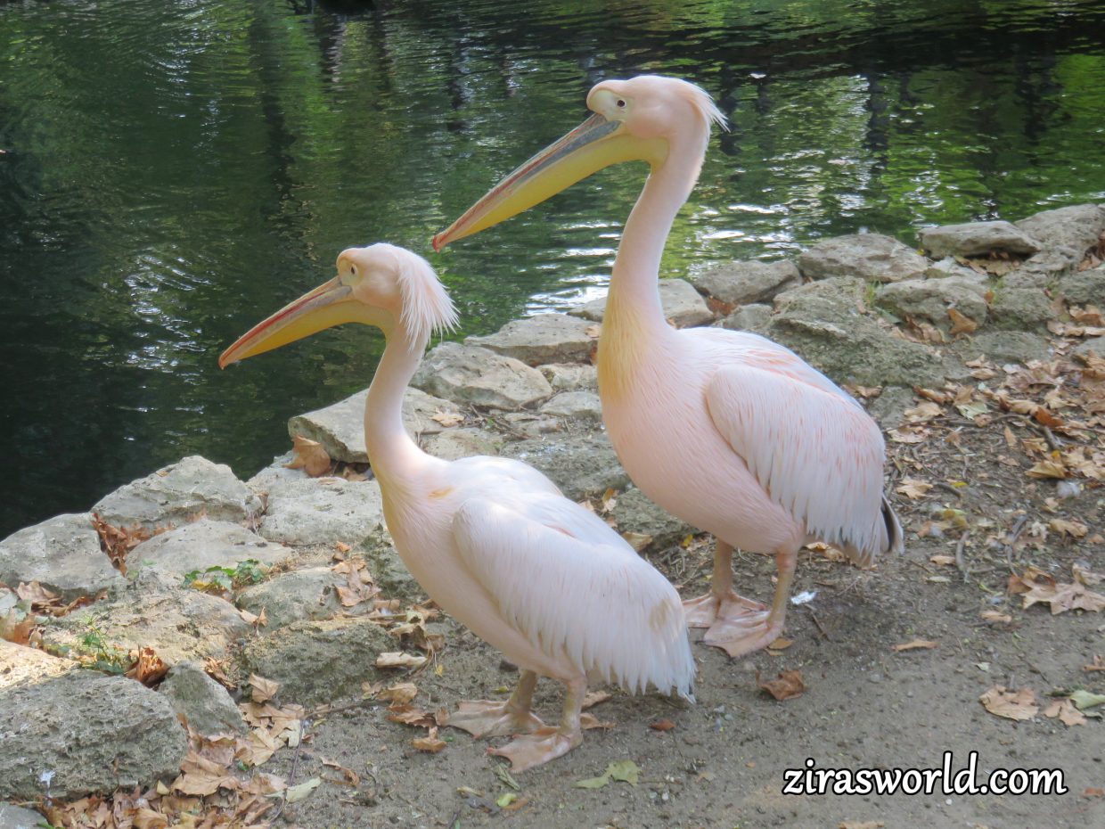Pelicans