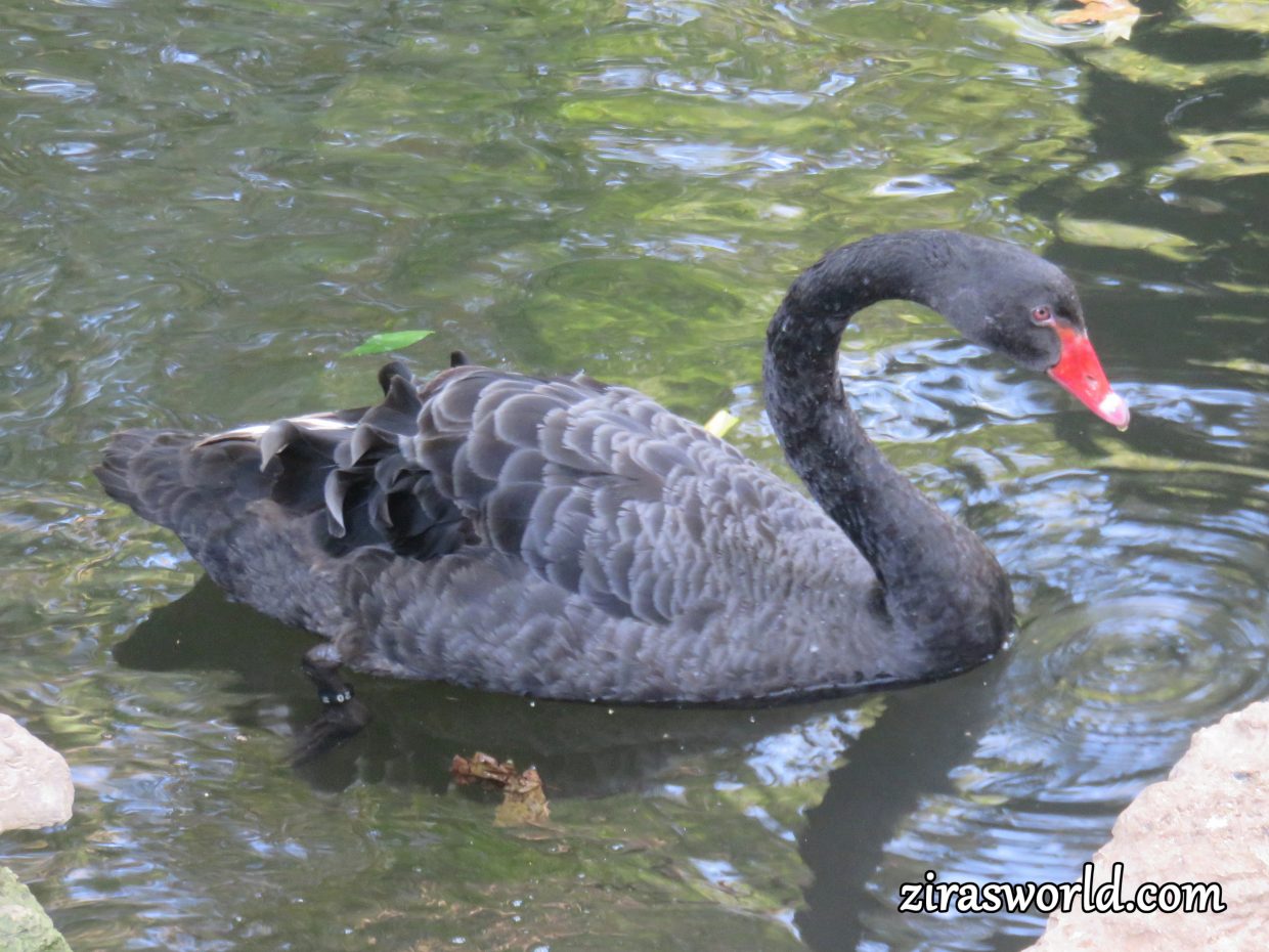Black Swan