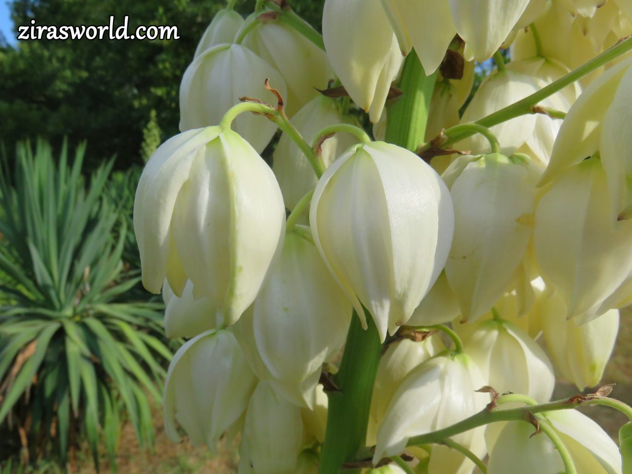 Yucca Gloriosa
