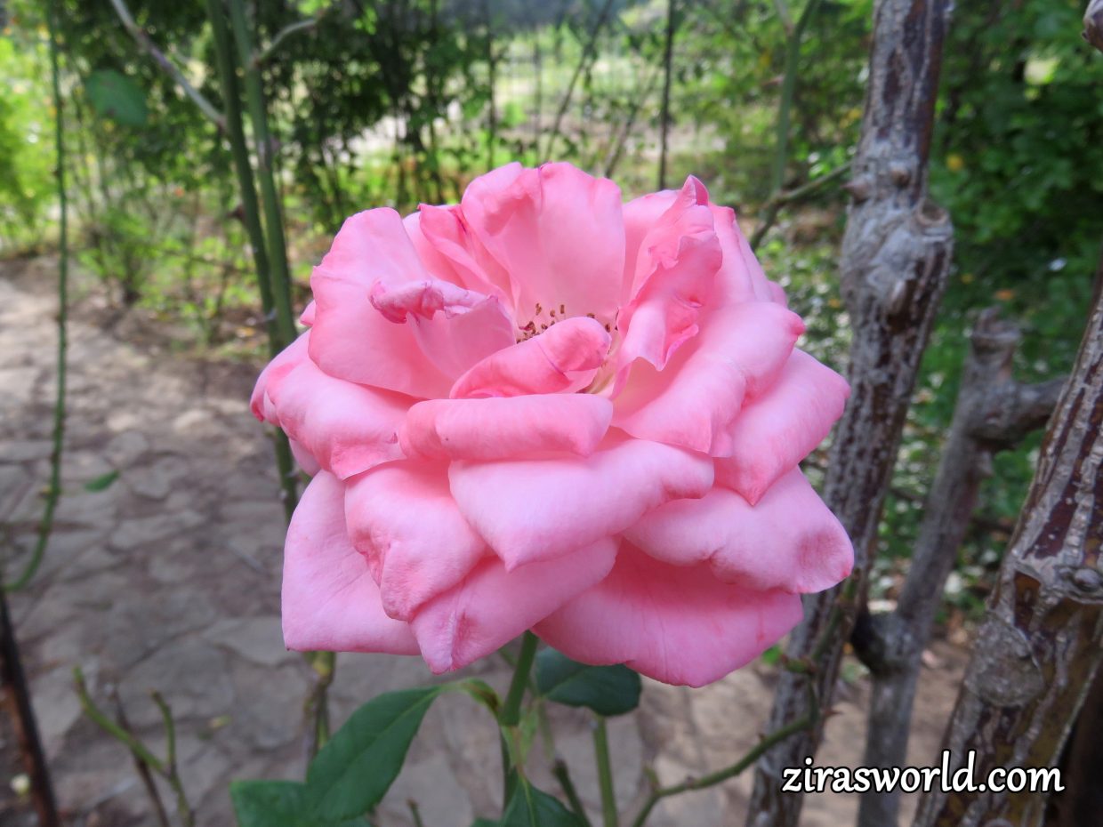 Luxuriant Pink Rose