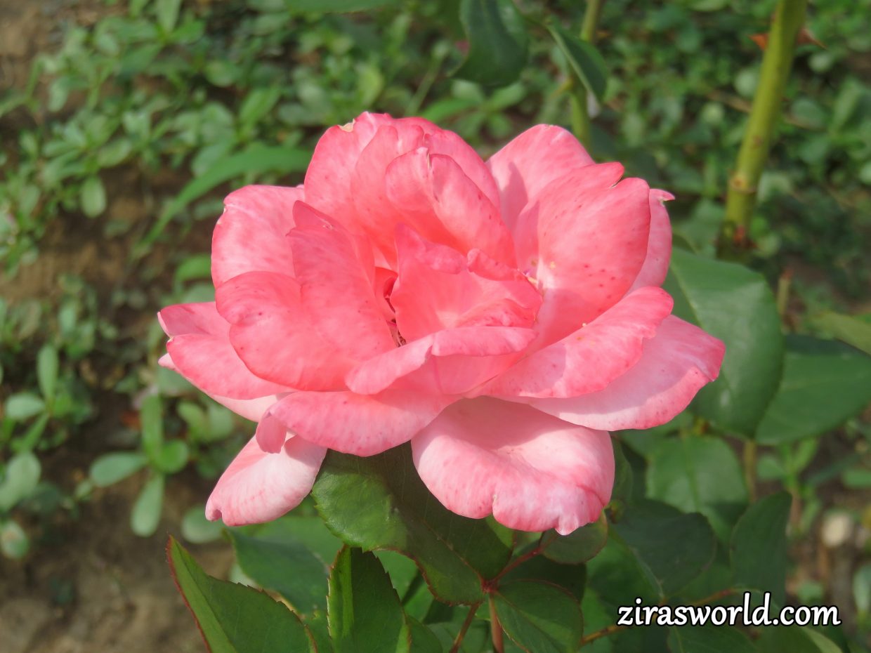 Pink Rose