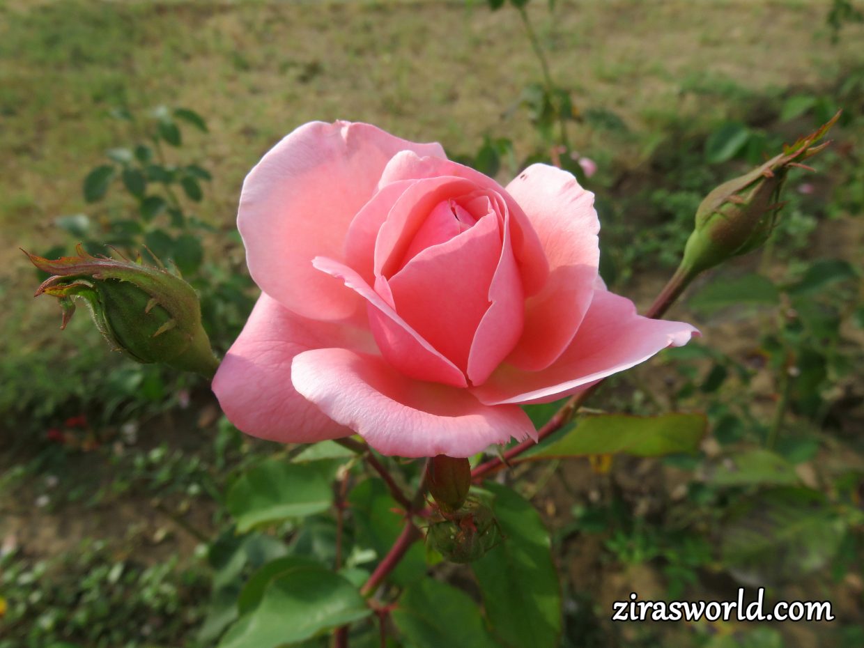 Pink Tenderness