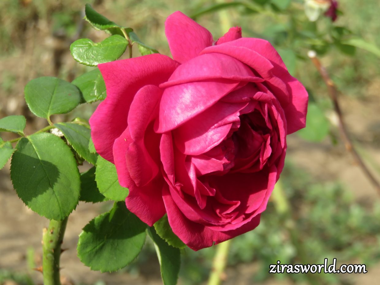 Fuchsia Rose