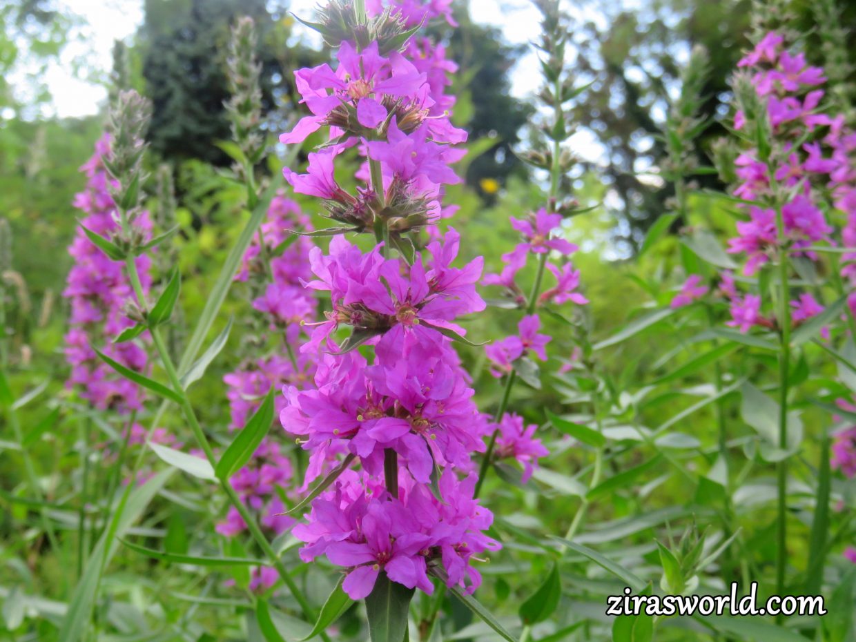 Lythrum Salicaria