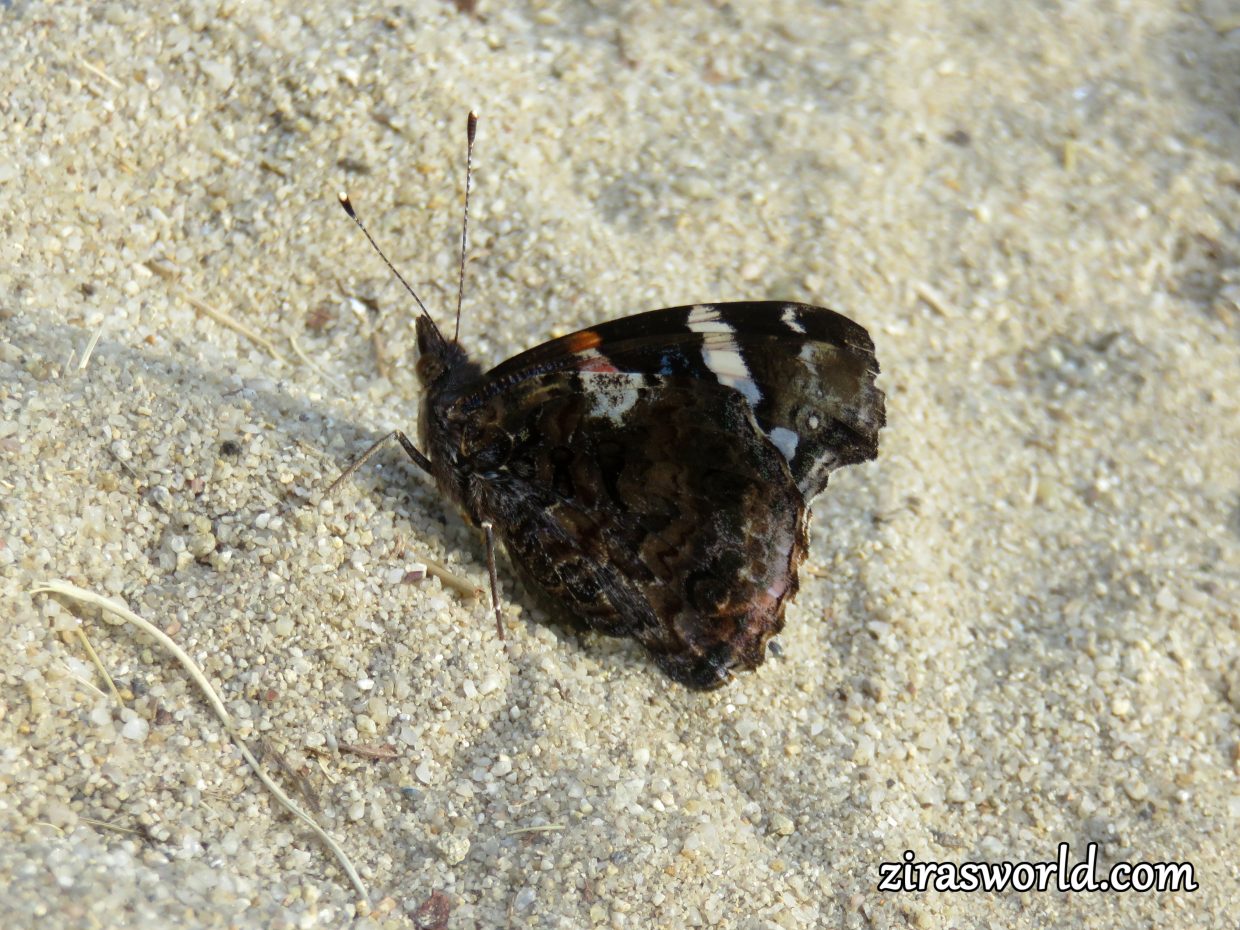 Red Admiral