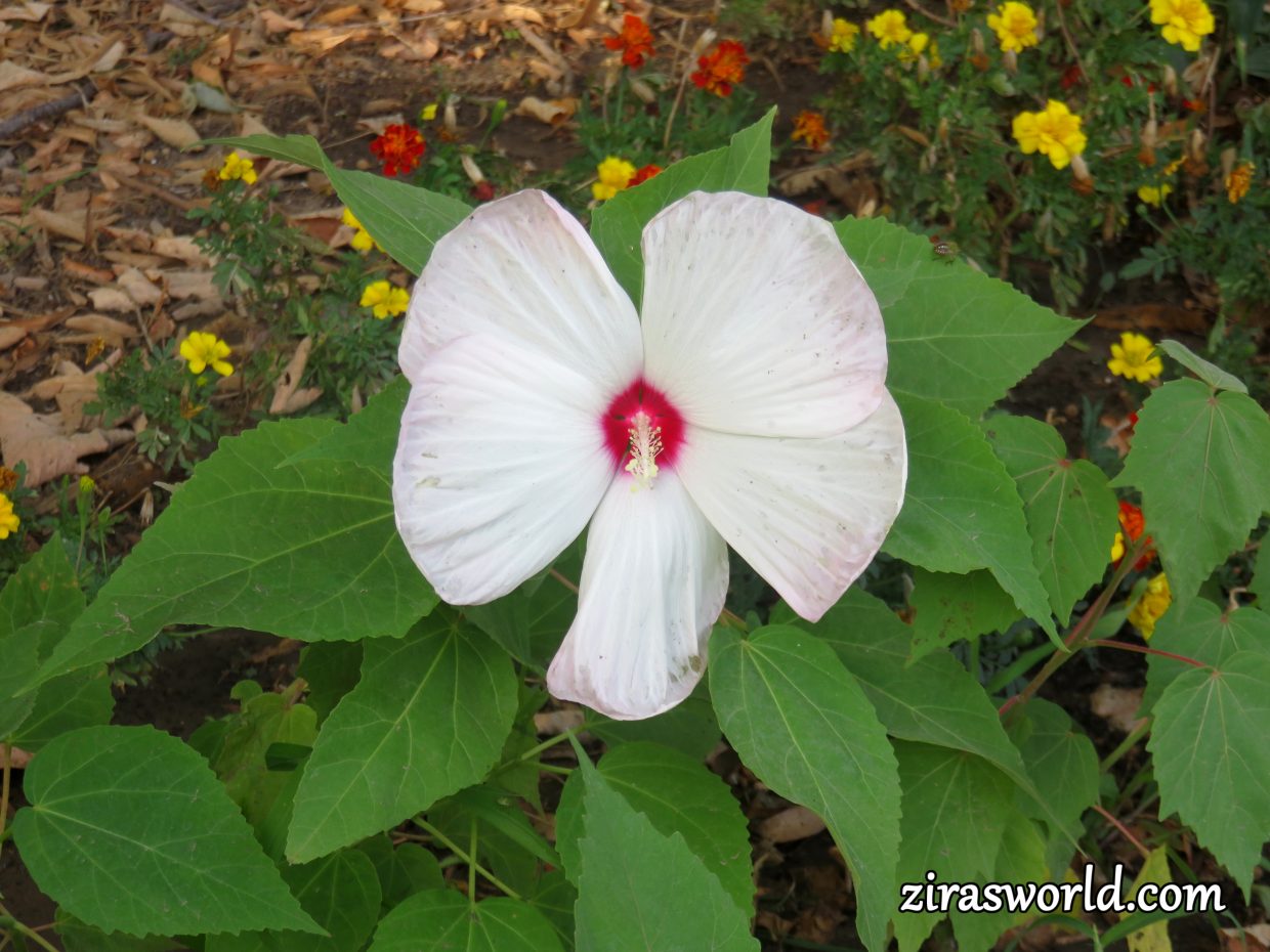 Hibiscus Moscheutos