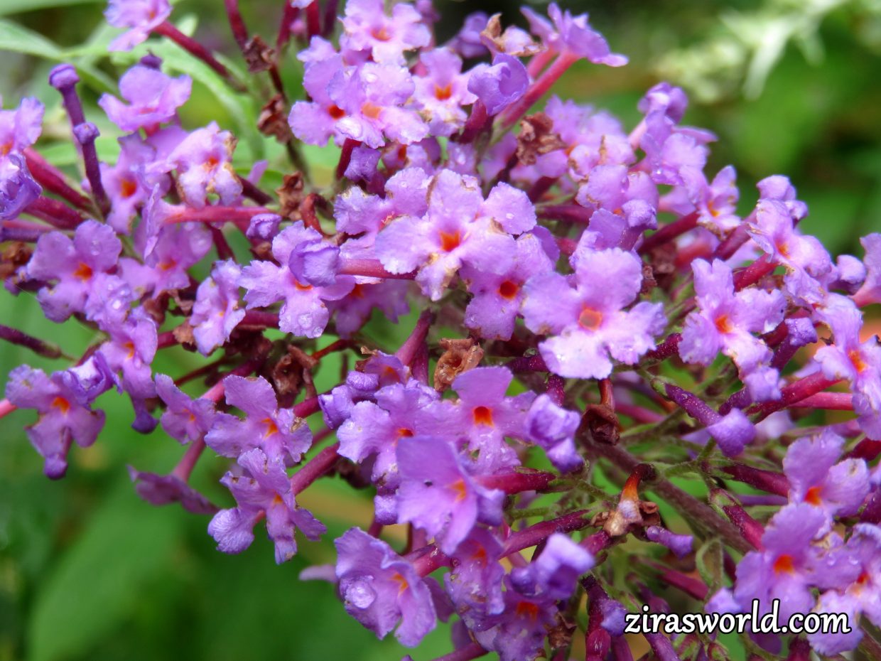 Buddleja