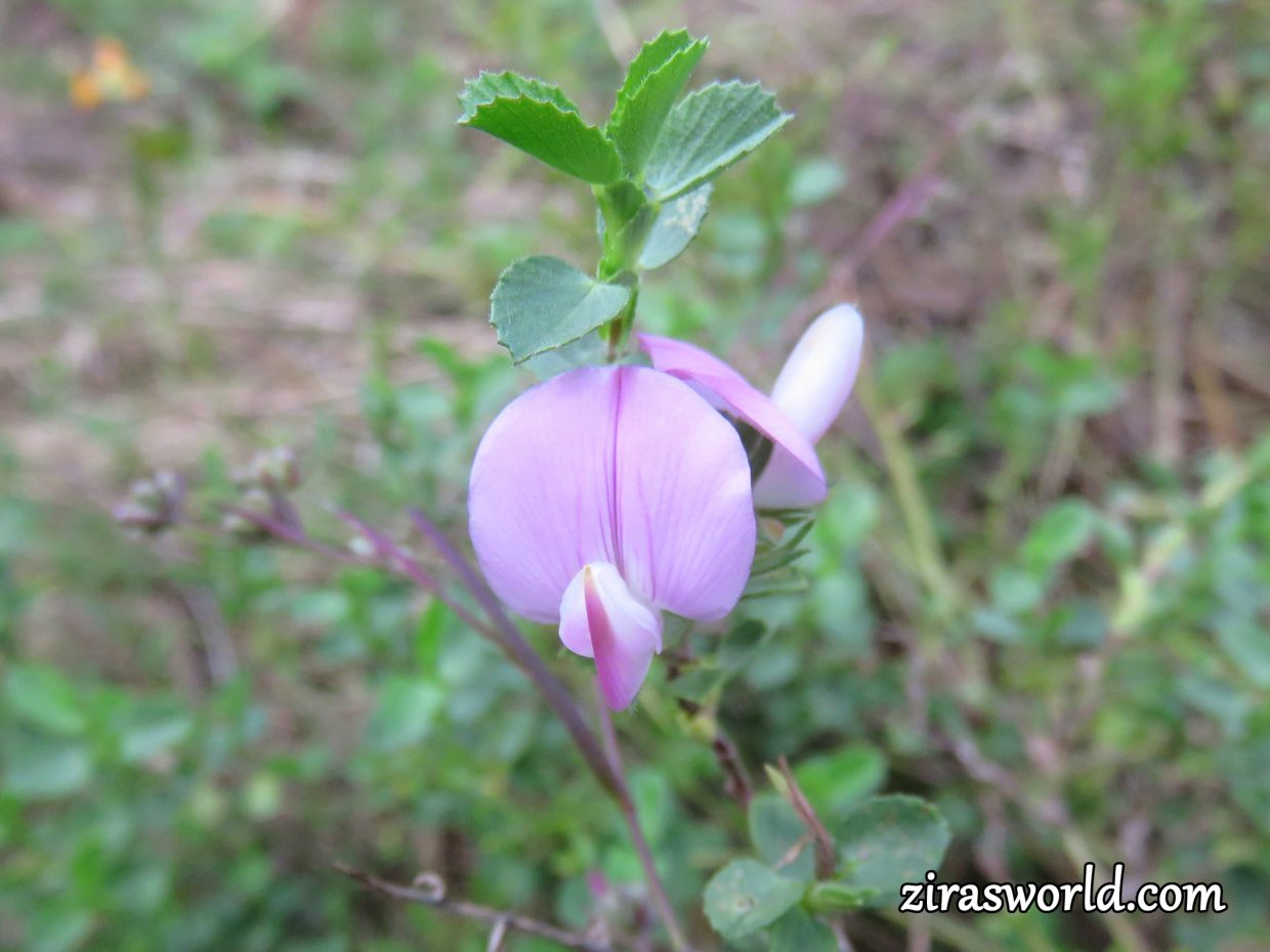 Ononis Repens