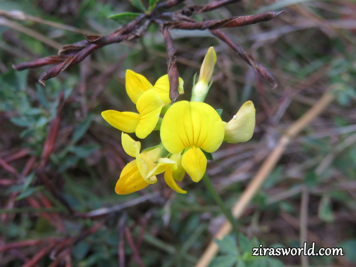 Lotus Corniculatus