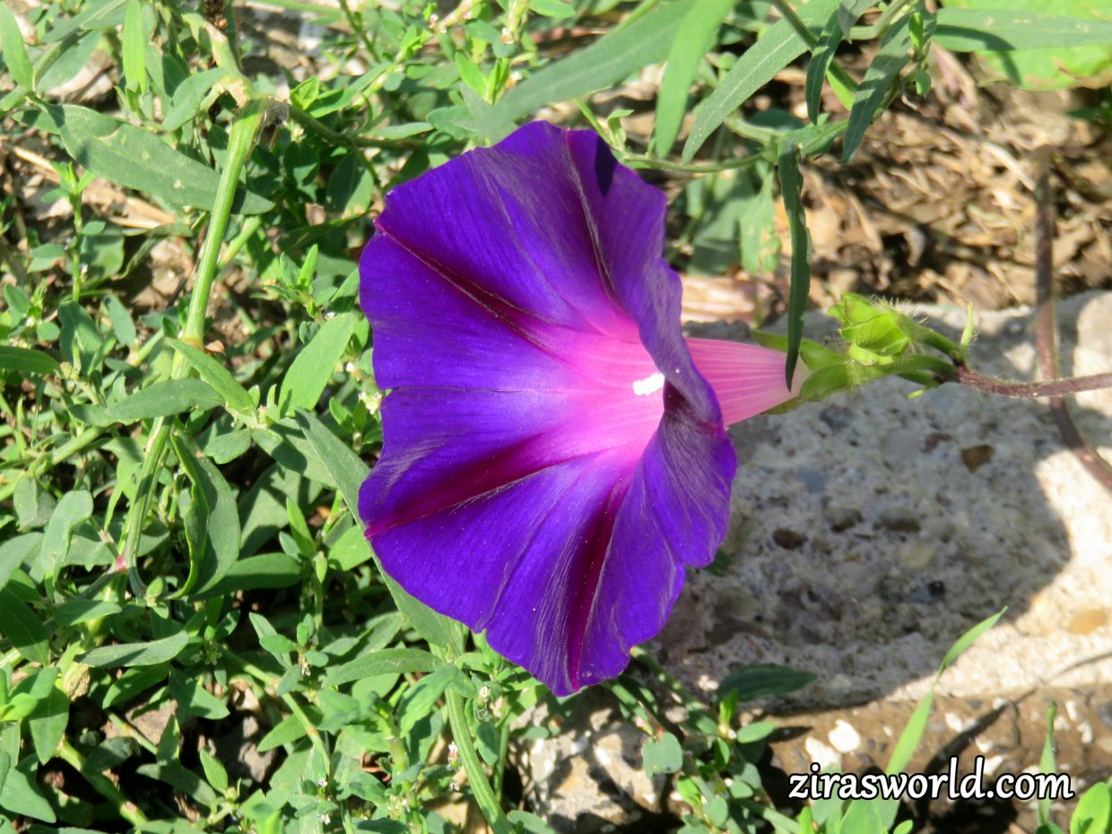 Ipomoea Purpurea