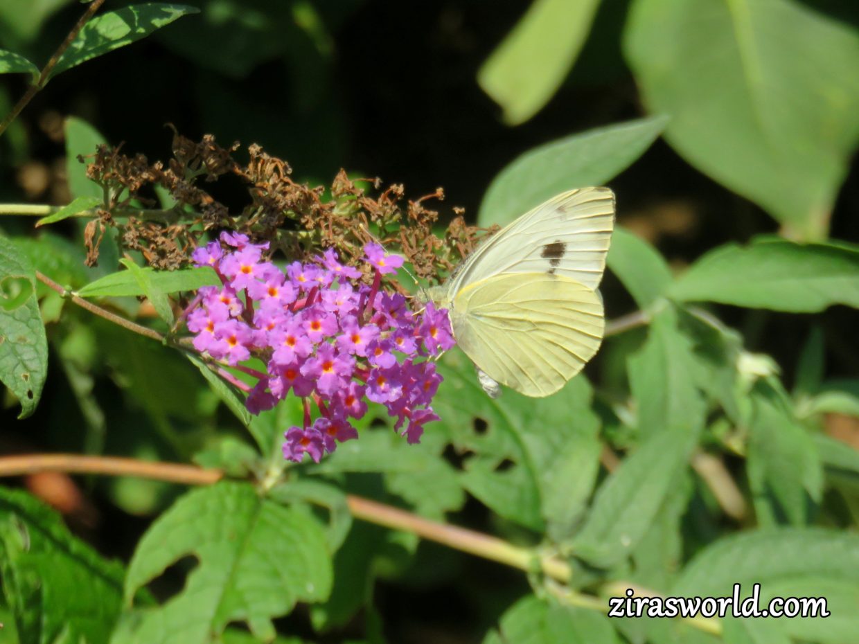 Pieris Brassicae Female