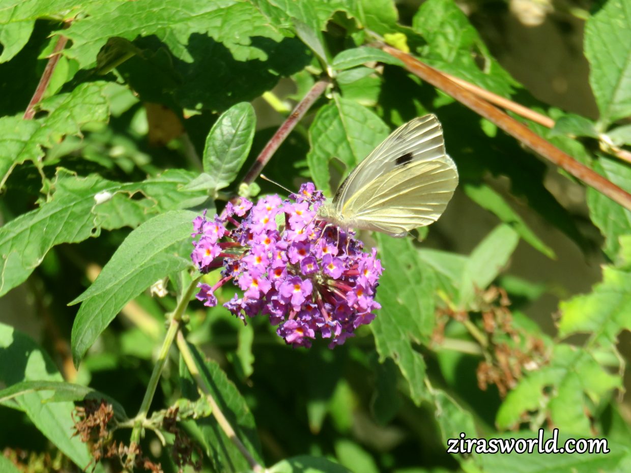 Pieris Brassicae Female