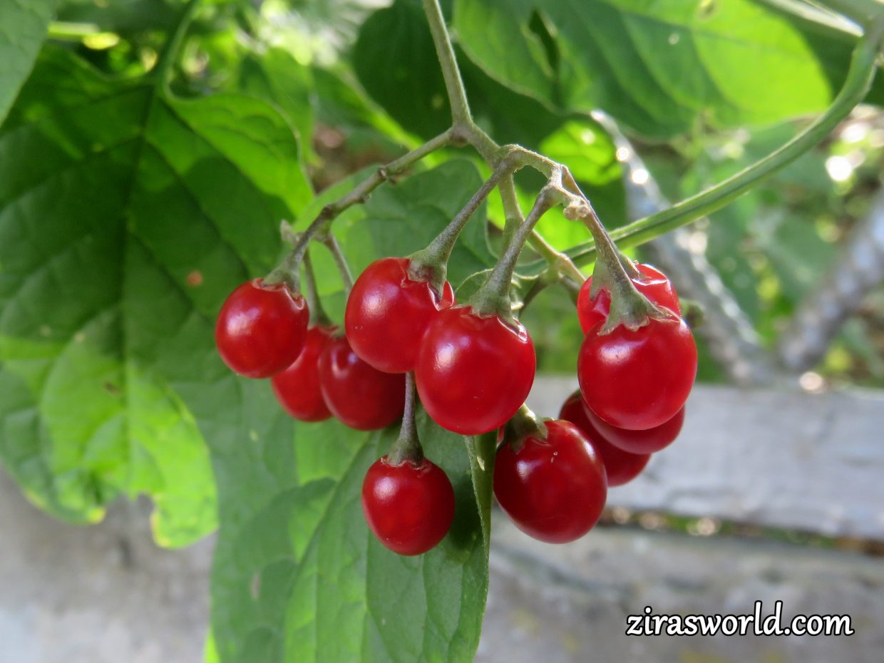 Solanum Dulcamara Berries