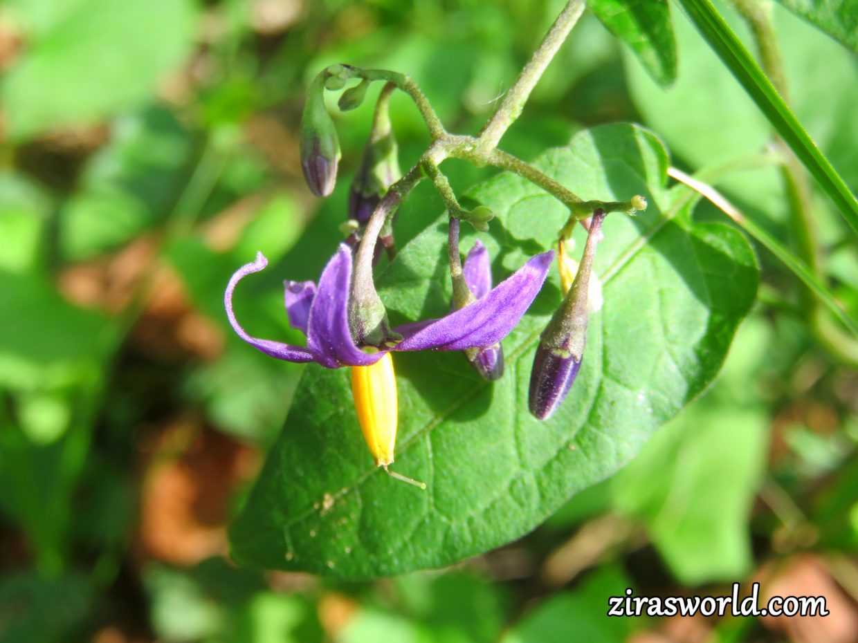 Solanum Dulcamara