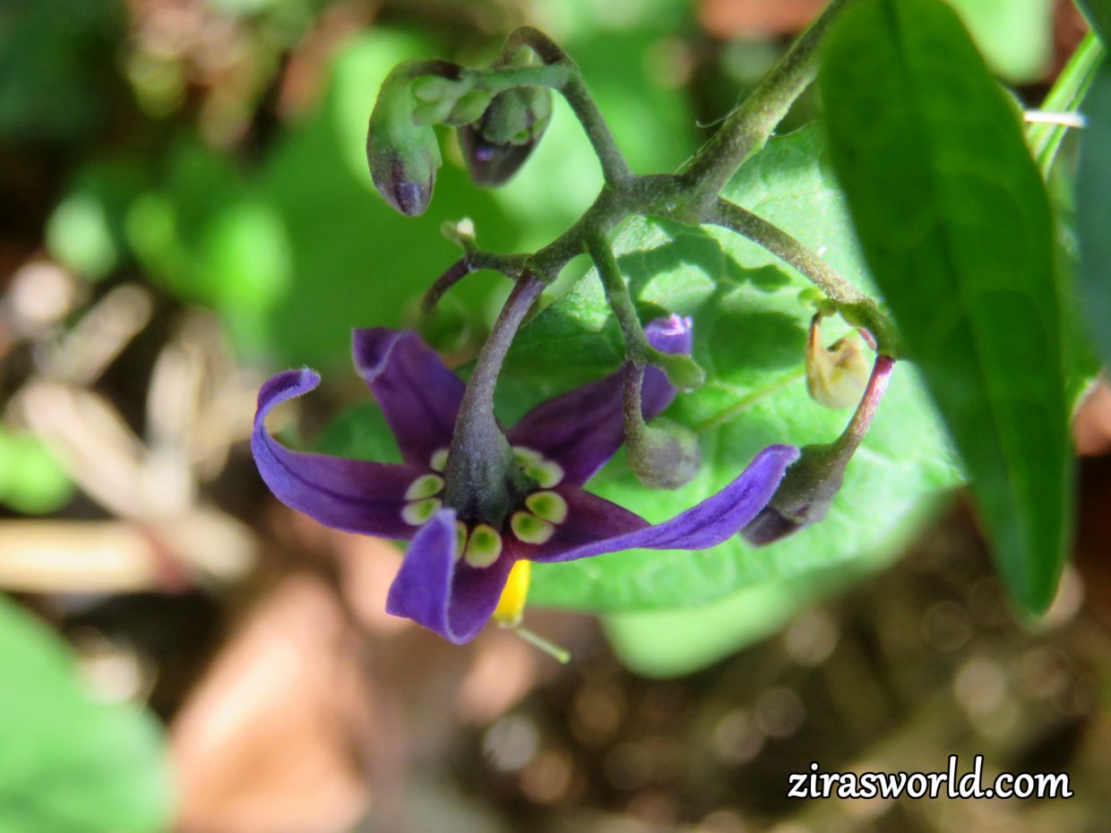 Solanum Dulcamara