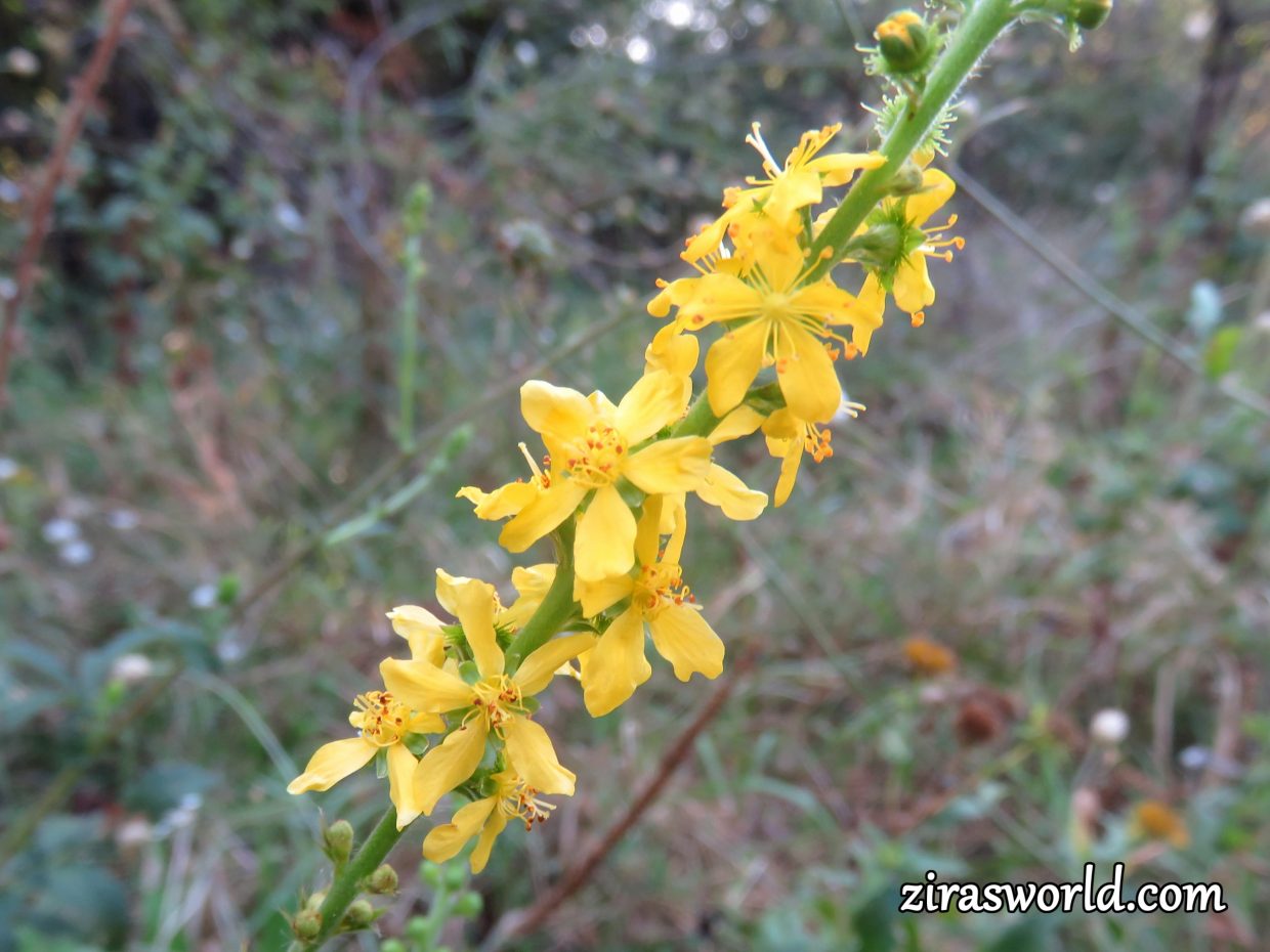 Agrimonia Eupatoria