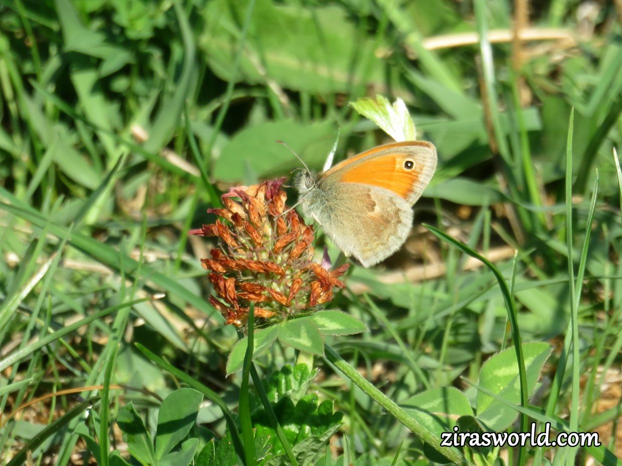 Coenonympha Pamphilus