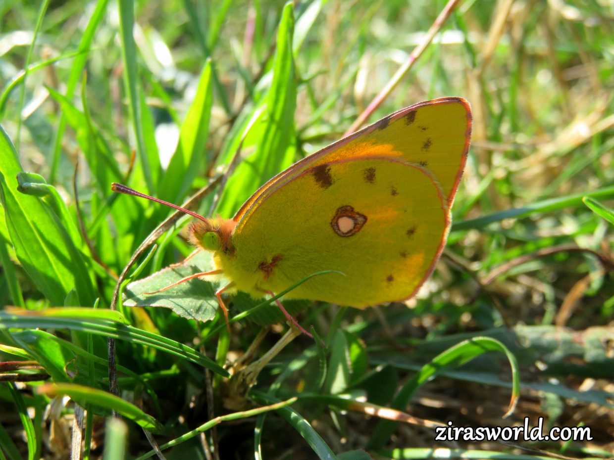 Colias Croceus