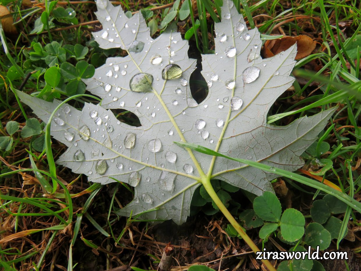 Fallen Maple Leaf