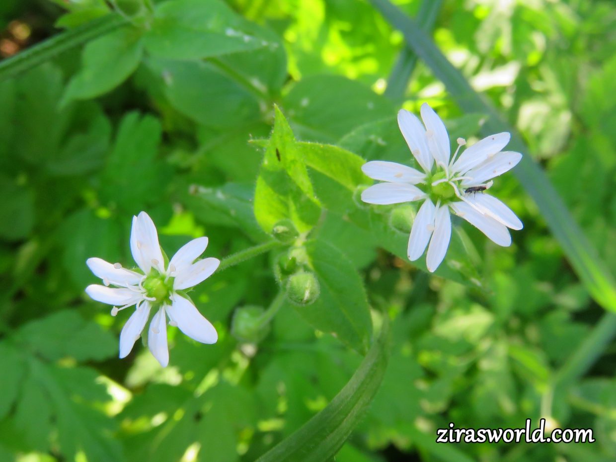 Stellaria Nemorum