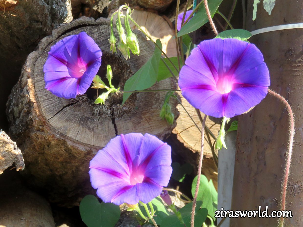 Purple Morning Glory